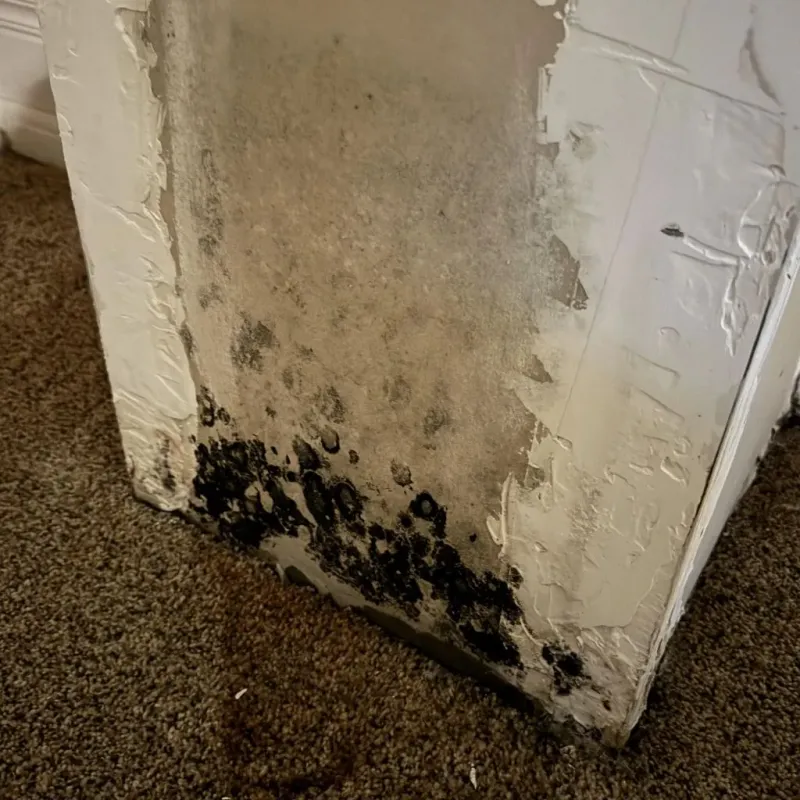 Professional Mold Removal in Hillsborough, NC